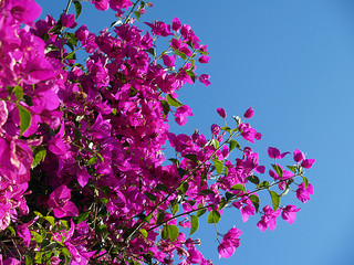 Southern California Bougainvillea