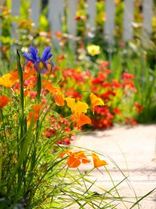 Southern California is the perfect climate for year-round color!